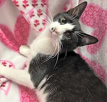 Photo of Rocky