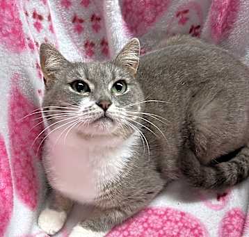 Photo of Lily