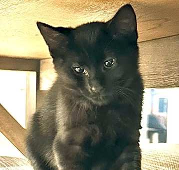Photo of Bear