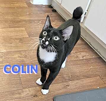 Photo of Colin #stubby-tailed