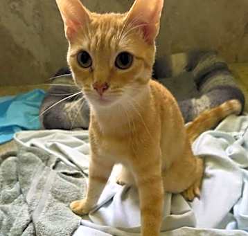Photo of Flip