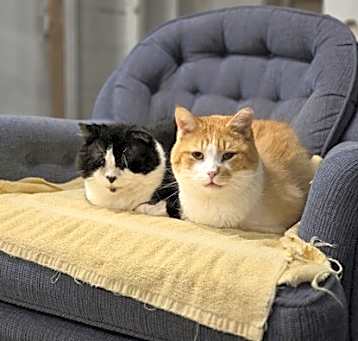 Photo of Roger *$pecial FIV+ fee bond w