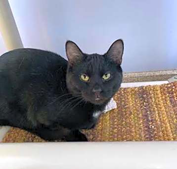 Photo of Cinna (Bonded with Caesar flic