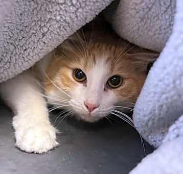 Photo of Milo