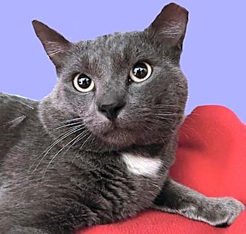 Photo of Grigio Sher