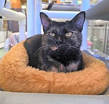 Photo of Elsie