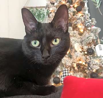 Photo of Luna
