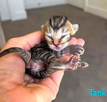 Photo of Tank