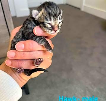 Photo of Hawk