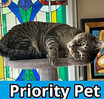 Photo of Lillian  *A PRIORITY PET*
