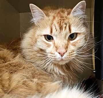 Photo of Vivaldi