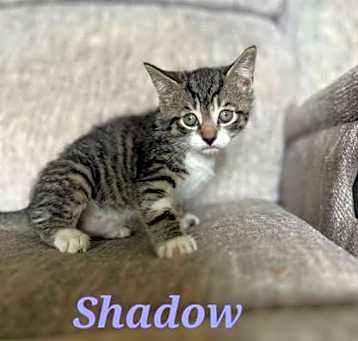 Photo of Shadow