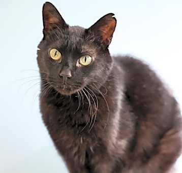 Photo of Binx