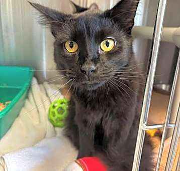 Photo of Onyx