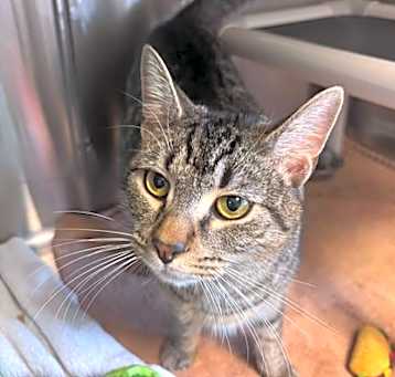 Photo of Odin