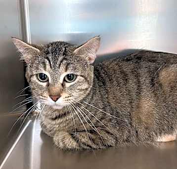 Photo of Tinkerbell