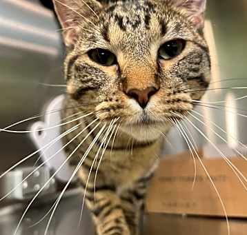 Photo of Gato