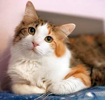 Photo of Kiwi