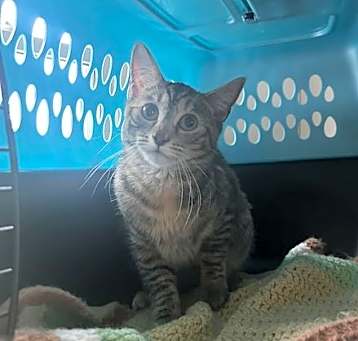 Photo of Petunia C OS