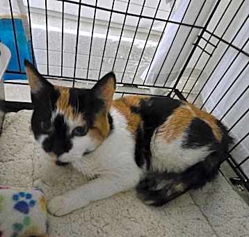 Photo of Calliope
