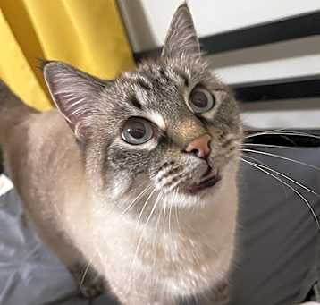 Photo of Bowser
