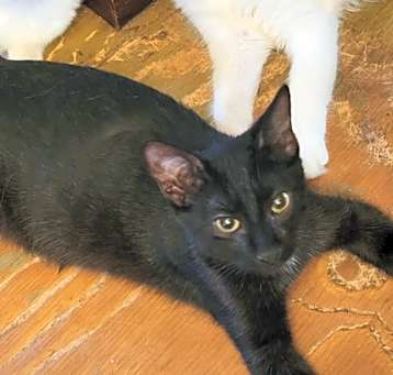Photo of Little Bear