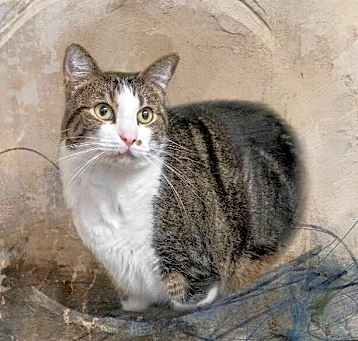 Photo of Sherlock