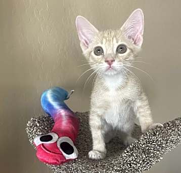 Photo of Taffy Bits