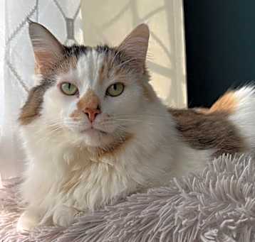 Photo of Daisy