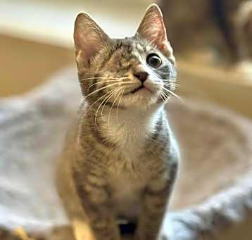 Photo of Bonito