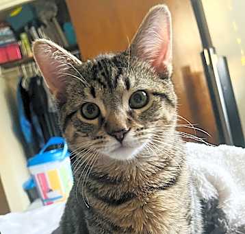 Photo of Tiger