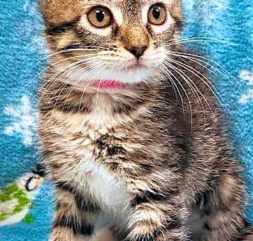 Photo of Freesia