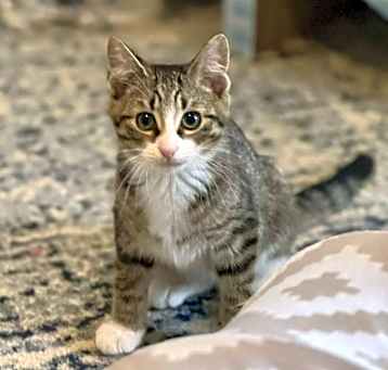 Photo of Skipjack