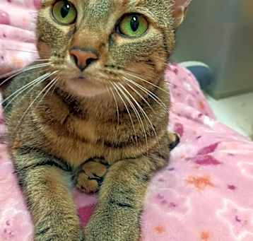 Photo of Sweet Pea