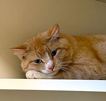 Photo of Dreamsicle