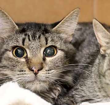 Photo of KONEKO*