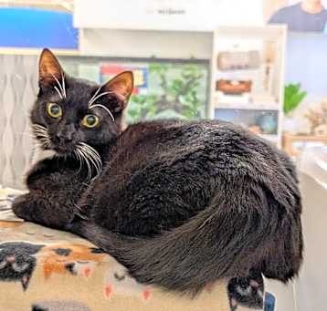 Photo of Emperor