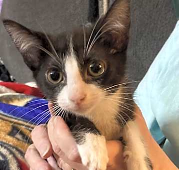Photo of Tuxie