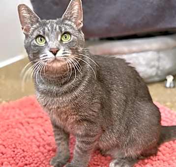 Photo of Roxie