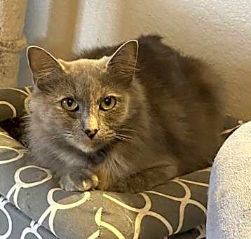 Photo of Little Gray