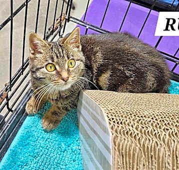 Photo of Runt