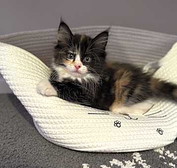 Photo of Penny