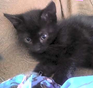 Photo of Zinnia