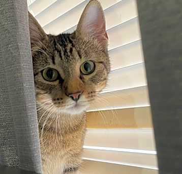 Photo of Meow Meow