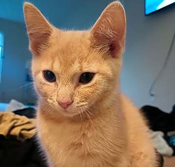 Photo of Cinny Bunny