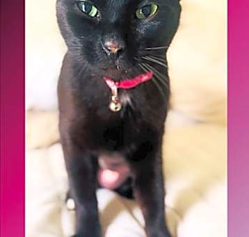 Photo of KITTY
