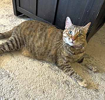 Photo of Willow