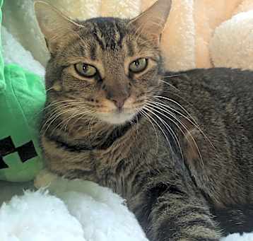 Photo of Lady