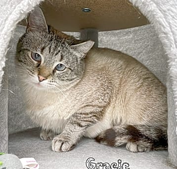Photo of Gracie -bonded w Petunia