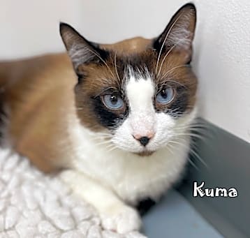 Photo of Kuma -Snowshoe Siamese @PAWZ pet cafe